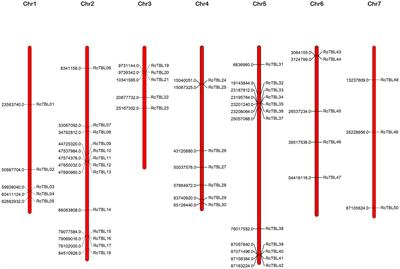 Global Investigation of TBL Gene Family in Rose (Rosa chinensis) Unveils RcTBL16 Is a Susceptibility Gene in Gray Mold Resistance